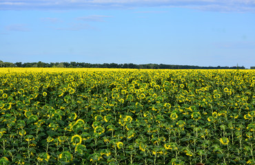 Obraz premium A large field of sunflowers on a summer day.