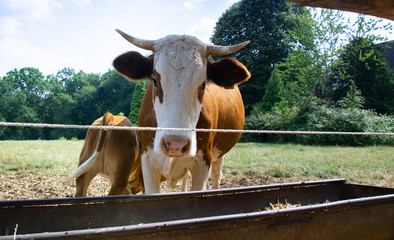 Kuh mit Kälbchen am Weidezaun