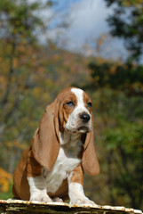 Basset Hound