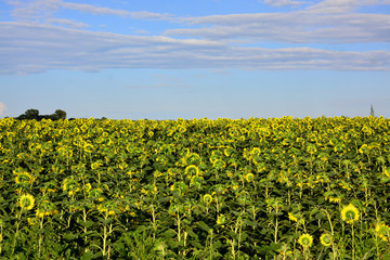 Fototapeta na wymiar A large field of sunflowers on a summer day.