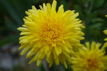 Nice yellow flowers in a botanical garden - picture 2