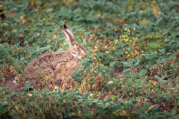 Brown hare. European wildlife. Wild animals. Rabbit.