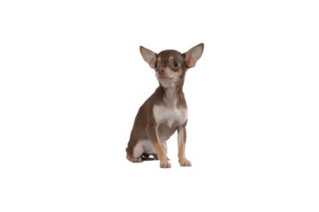 Obraz premium Chihuahua