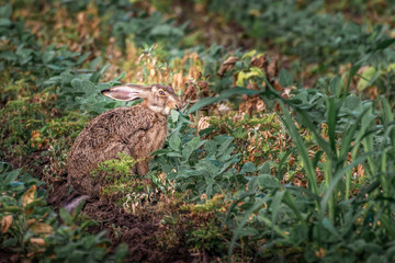 Brown hare. European wildlife. Wild animals. Rabbit.