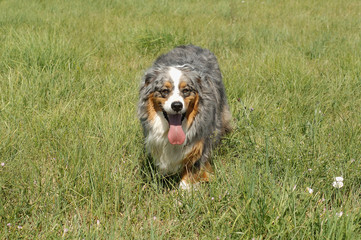 Australian Shepherd