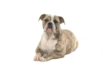 Olde English Bulldog