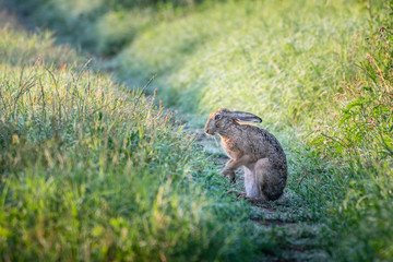 Brown hare. European wildlife. Wild animals. Rabbit.