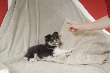 Shetland Sheepdog