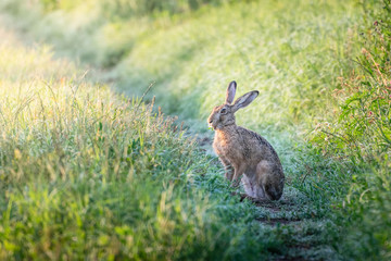 Naklejka na ściany i meble Brown hare. European wildlife. Wild animals. Rabbit.