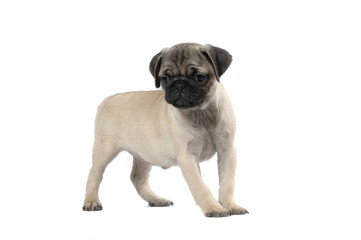 Obraz premium Pug