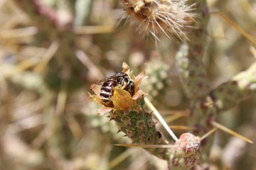 In the margins of 29 Palms, this native Mojave species known commonly as Pencil Cholla and botanically as Cylindropuntia has multiple paths of propagation, pollination and vegetative reproduction.