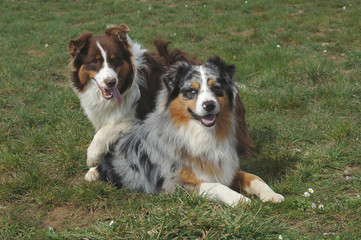 Australian Shepherd