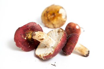 Group of mushrooms russula on white background