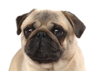 Obraz premium Pug