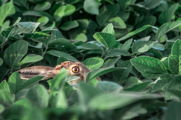 Brown hare. European wildlife. Wild animals. Rabbit.