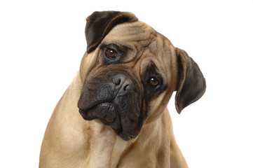 Obraz premium Bullmastiff