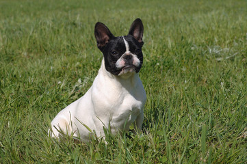 Fototapeta premium French Bulldog