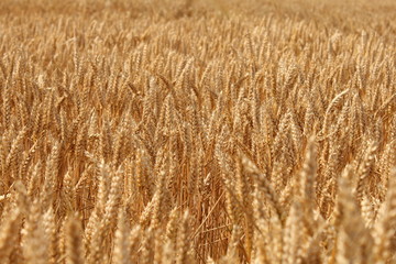 Fototapeta premium beautiful ripe golden wheat closeup in zeeland, holland in summer