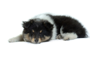 Shetland Sheepdog
