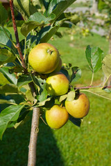 apple branch closeup with ripe apples close-up in the rays of sun.