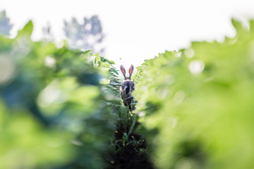 Brown hare. European wildlife. Wild animals. Rabbit. © Jelena