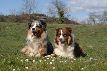 Australian Shepherd