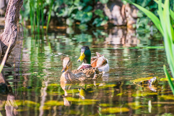 Wild ducks are swimming in the lake. Water wildlife.