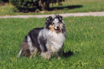 Shetland Sheepdog