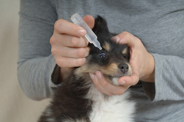 Shetland Sheepdog