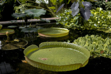 waterlily in a pond