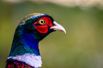 Common ring neck pheasant. Phasianus colchicus. European wildlife.