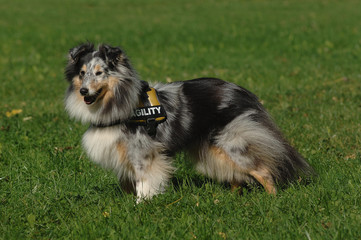 Shetland Sheepdog