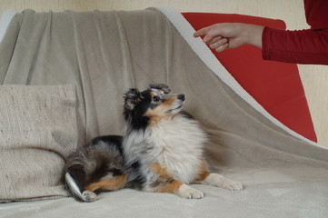 Shetland Sheepdog