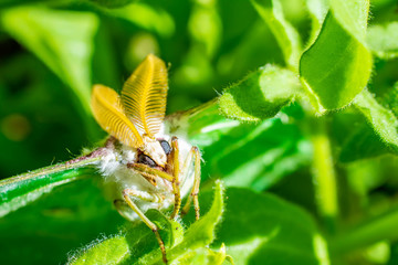 luna moth in plant