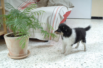 Shetland Sheepdog