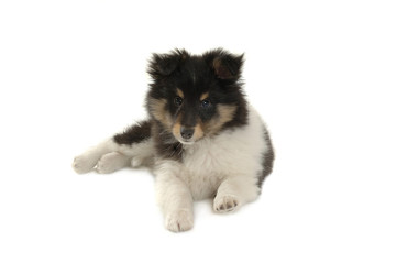 Shetland Sheepdog