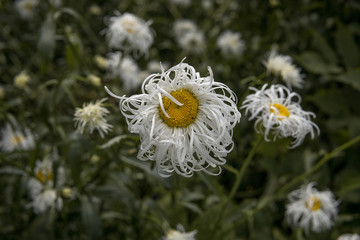 white and yellow flowers