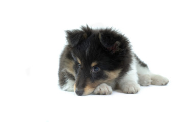 Shetland Sheepdog