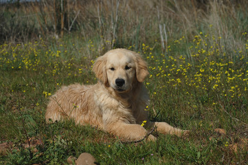 Golden Retriever