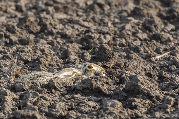 Brown hare. European wildlife. Wild animals. Rabbit.