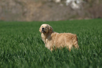 Golden Retriever
