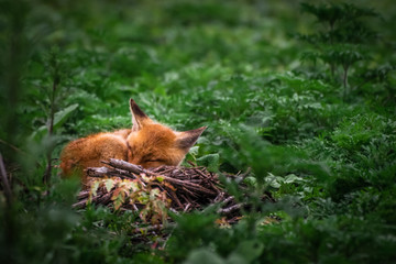 Red fox cub. European wildlife. Cute fox puppy.