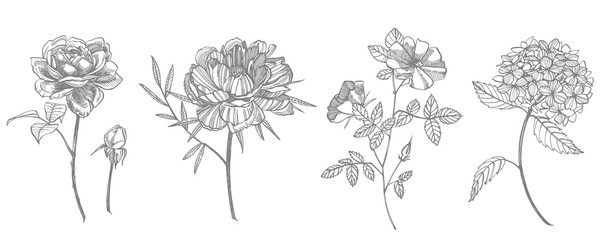 Bouquet. Spring Flowers and twigs. Peonies, Hydrangea, Rose. Vintage botanical illustration. Black and white set of drawing cornflowers, floral elements, hand drawn botanical illustration.