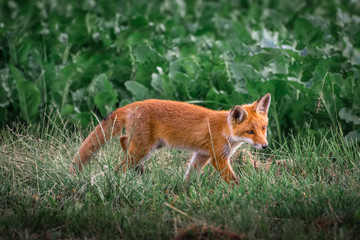 Naklejka na ściany i meble Red fox cub. European wildlife. Cute fox puppy.