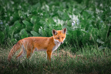 Naklejka na ściany i meble Red fox cub. European wildlife. Cute fox puppy.