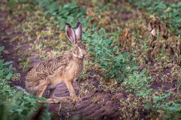 Obraz premium Brown hare. European wildlife. Wild animals. Rabbit.