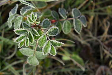 first hoar frost in autumn on green leaves