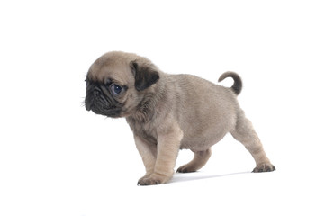 Pug