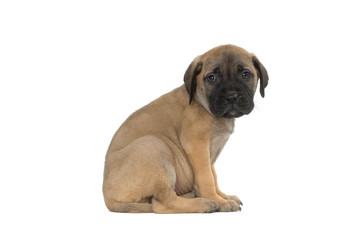 Bullmastiff