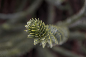 araucaria detail